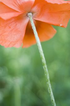 Poppy Royalty Free Stock Photo Poppy Royalty Free Stock Photo