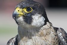 Peregrine Falcon Falco Peregrinus Royalty Free Stock Photo Peregrine Falcon Falco Peregrinus Royalty Free Stock Photo