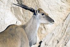Eland Antelope Royalty Free Stock Photo