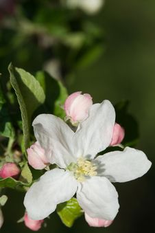 White Apple Blossoms Royalty Free Stock Images White Apple Blossoms Royalty Free Stock Images