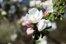 White And Pink Apple  Blossom Royalty Free Stock Image