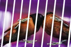 Birds Kissing In Cage Royalty Free Stock Photo