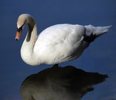 Swan In Water. Royalty Free Stock Images