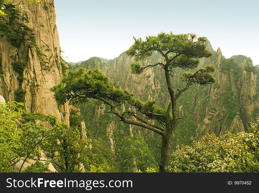 Pine Tree, Nature In China
