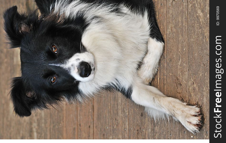 Border Collie pup resting on decking. Border Collie pup resting on decking