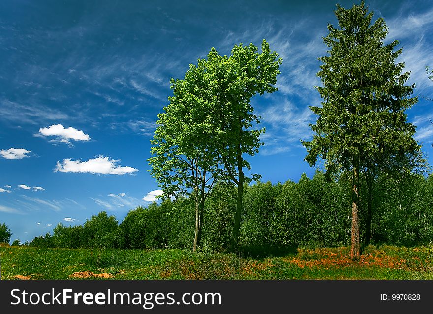 Three trees in the background of the forest