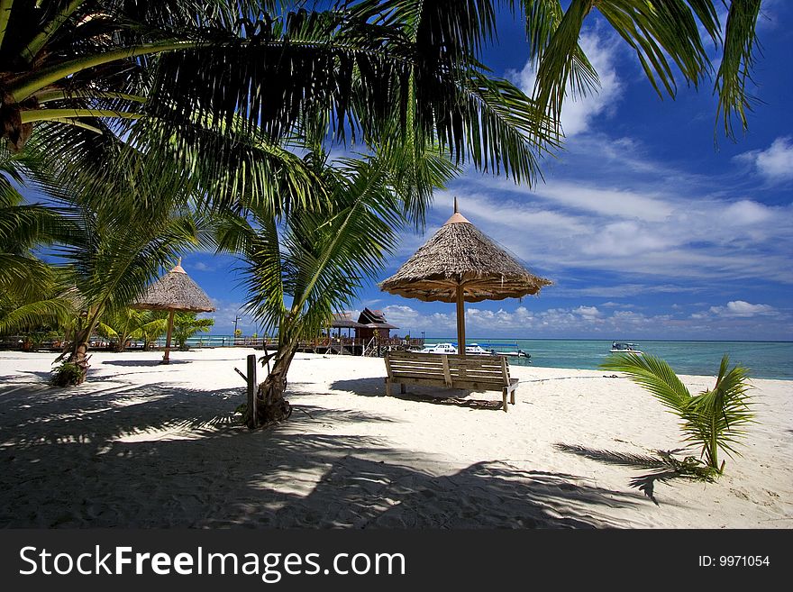 Tropical sandy beach with palm trees