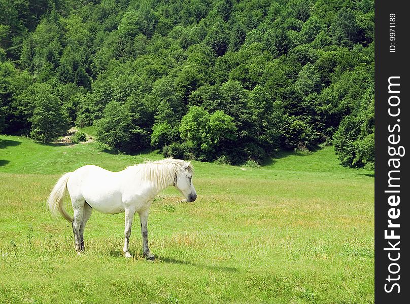 White horse in the mountains of romania