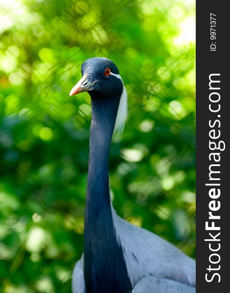 Portrait peacock on nature at summer