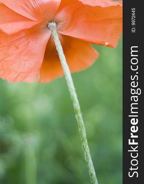 A close-up picture of a red poppy on the wind.