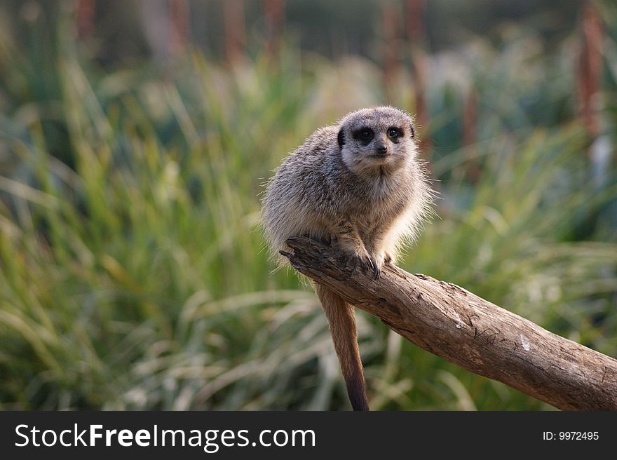 Meerkat On A Stick