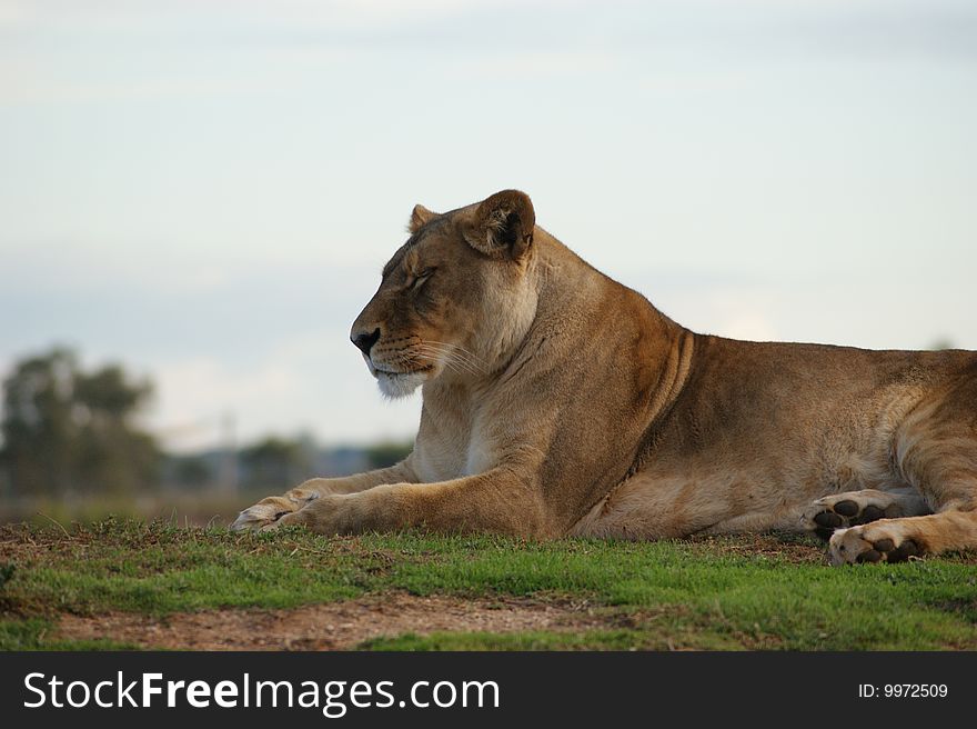 A close-up shot of a lioness. A close-up shot of a lioness.