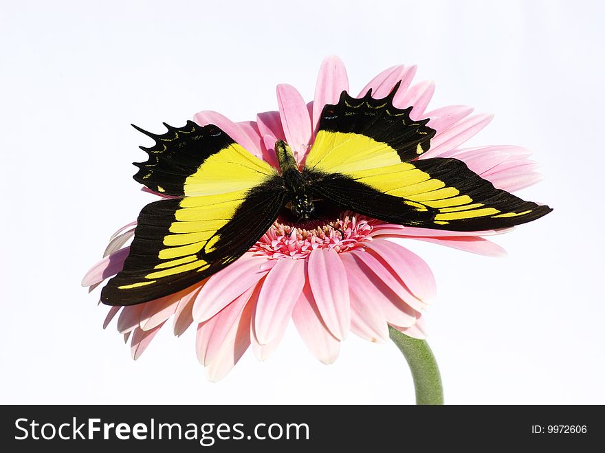 Harlequin butterfly on a flower