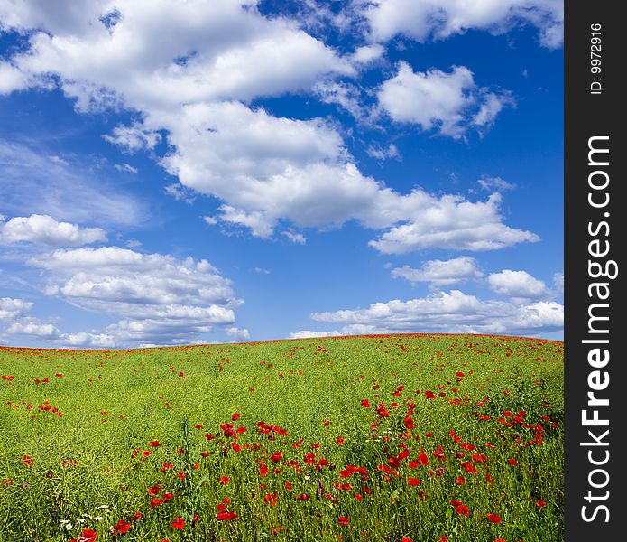 Red poppies on green field. Red poppies on green field