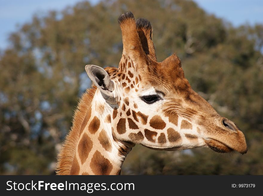 A close-up photo of giraffe. A close-up photo of giraffe.