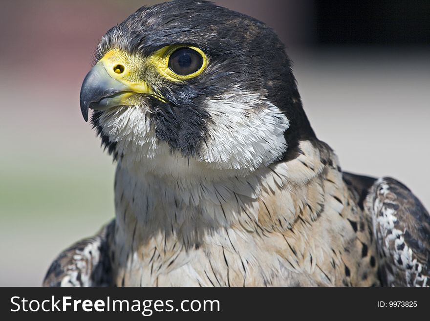 Peregrine Falcon Falco peregrinus