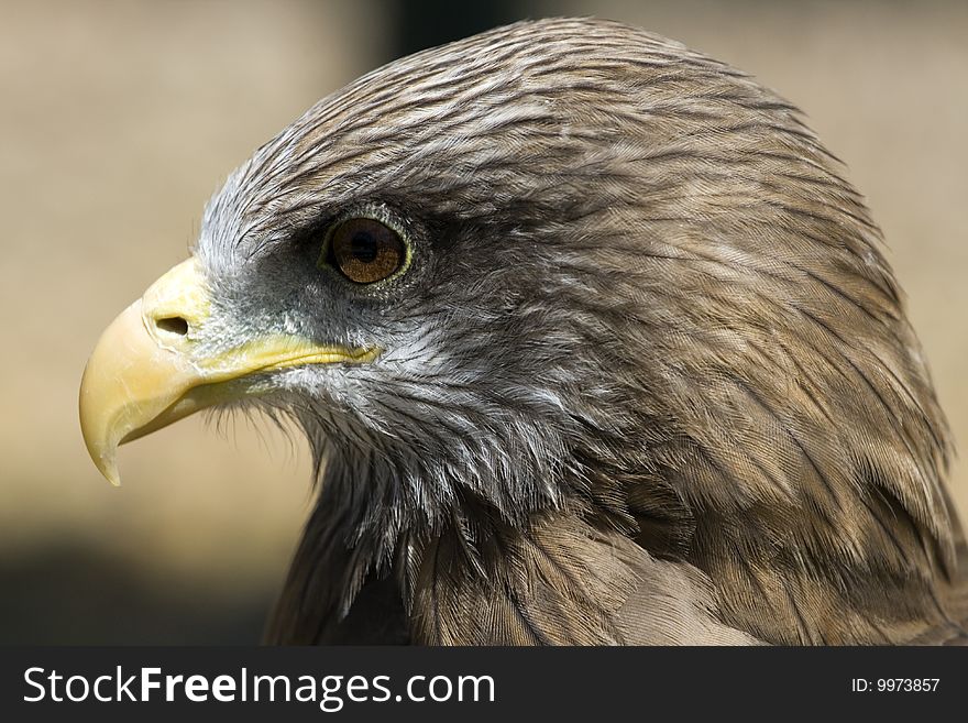 The Yellow-billed Kite Milvus aegyptius, a bird of prey