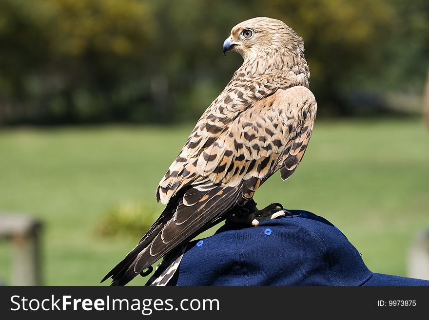 The Lesser kestrel Falco naumanni is a bird of prey
