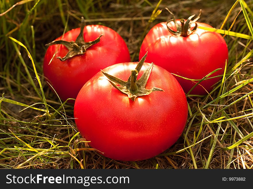 Tomatoes on the grass. The concept of useful and natural foods