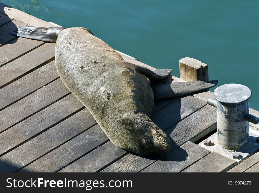 A cape fur seal lounges on in Cape Town harbour, South Africa