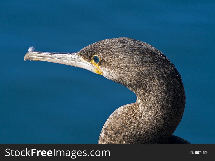 Cape cormorant in the Victoria and Alfred Waterfront, Cape Town, South Africa bird beak feather Phalacrocorax sea