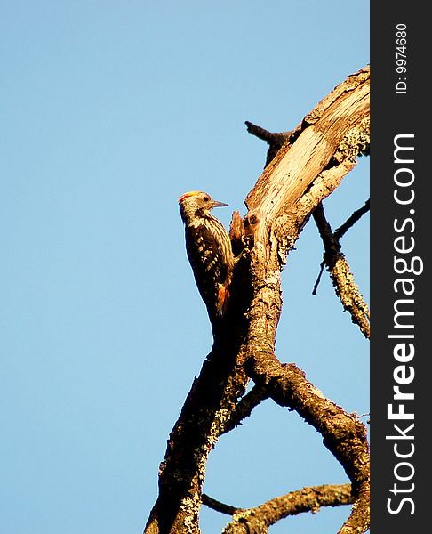 Bird sitting on the tree. Bird sitting on the tree