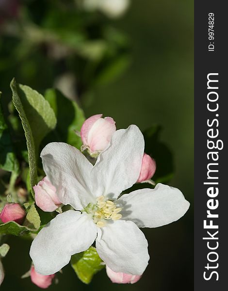 Beautiful white apple blossoms on the green background