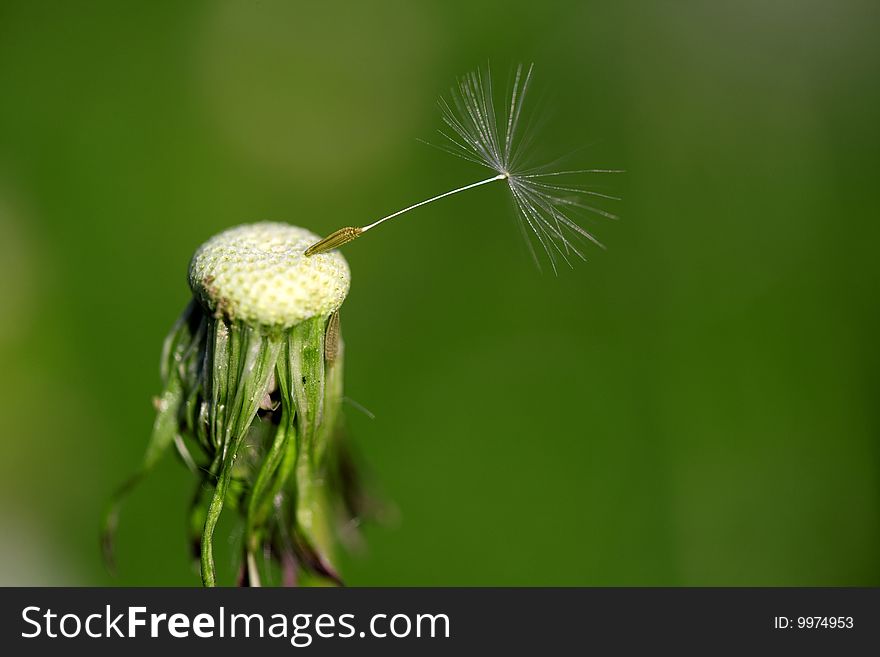 Close up of a dandelion on blurred green background. Close up of a dandelion on blurred green background