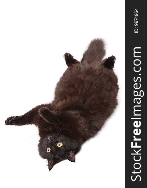 Lying black cat isolated over white