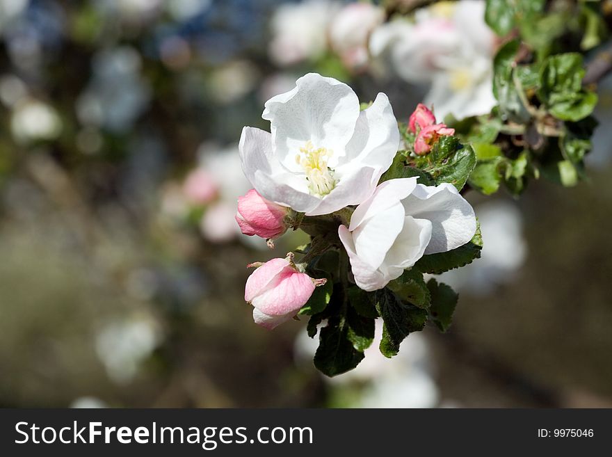 Close up of an apple branch with green leaves and beautiful blossoms. Close up of an apple branch with green leaves and beautiful blossoms