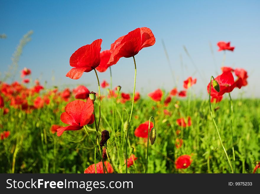 Poppies In Field