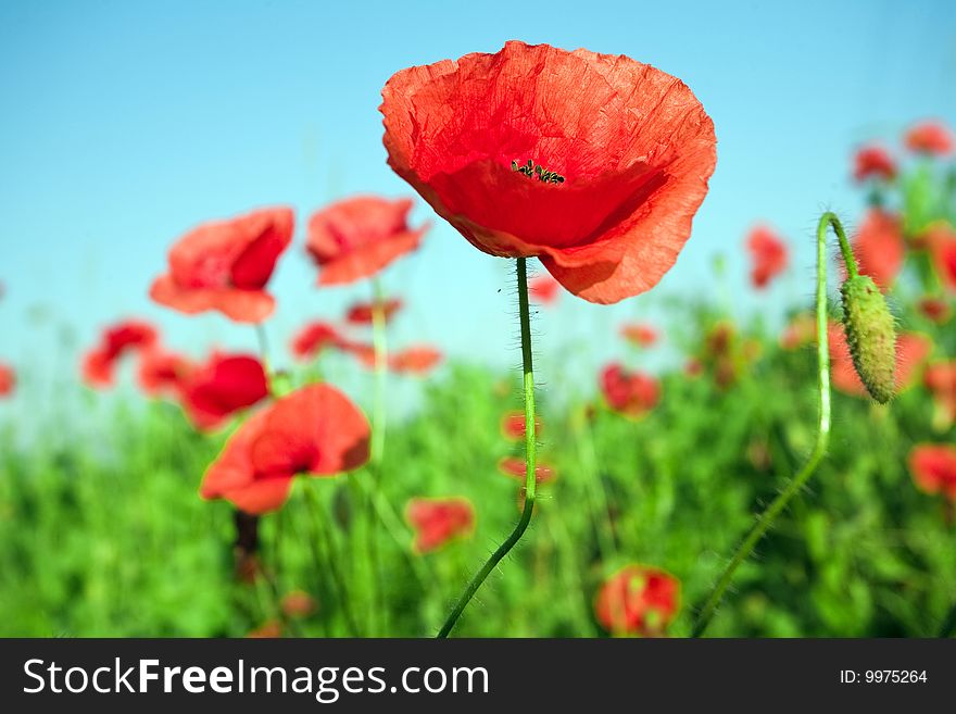 An image of beautiful red poppies in the field close up