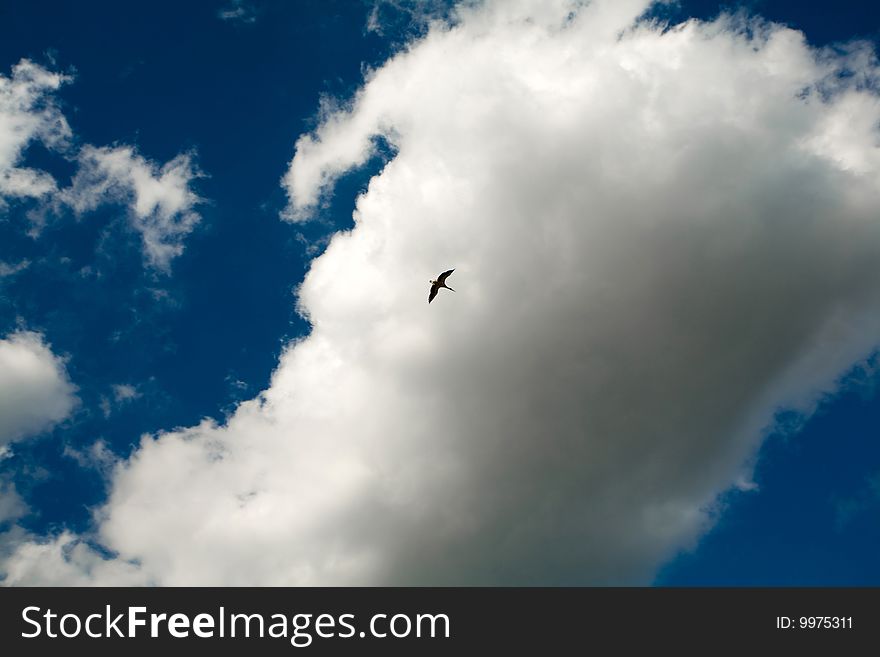 A bird flying under white fluffy clouds in the blue sky. A bird flying under white fluffy clouds in the blue sky