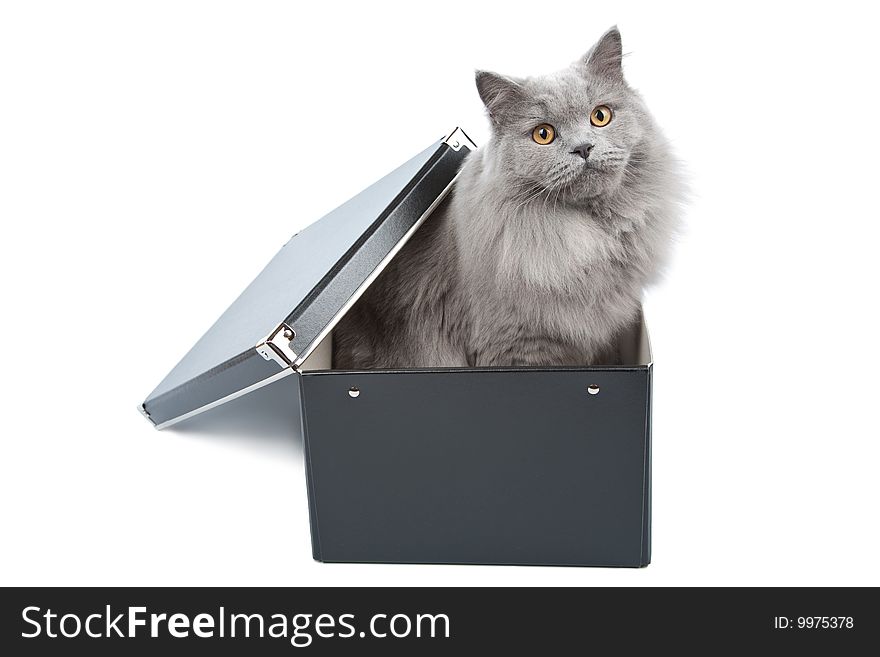 British cat in black box isolated over white