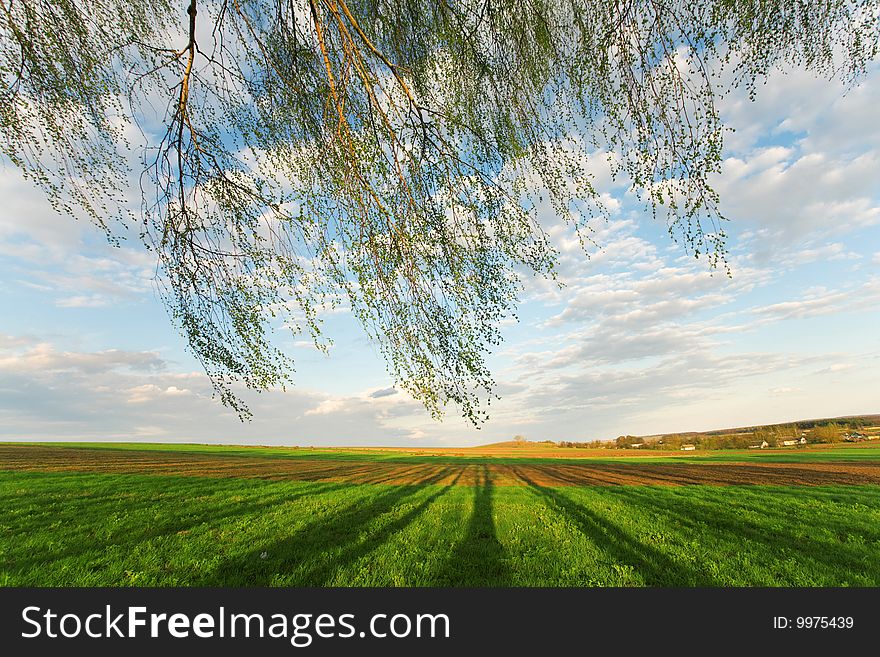Tree branches on the background of green crops and cloudy sky