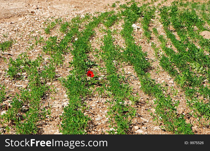 Single red flower among curved green rows outdoor