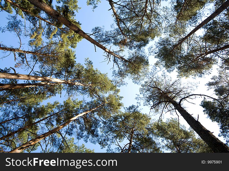 Tree crowns on summer blue sky background