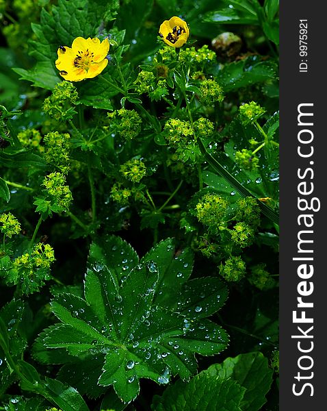 Yellow flowers with bugs and green leaves with water drops. Yellow flowers with bugs and green leaves with water drops