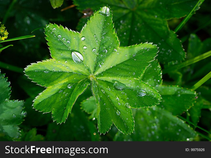Drops on a green leaf. Drops on a green leaf
