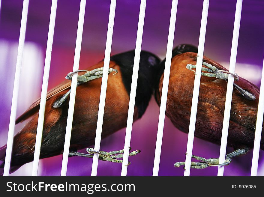 Two birds kissing inside white cage. Two birds kissing inside white cage