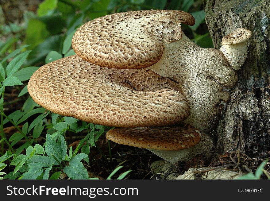 A saddle fungi against a tree