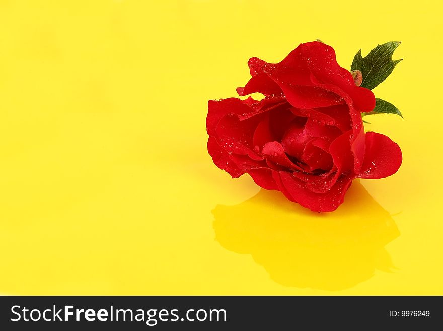 Red rose on a yellow background