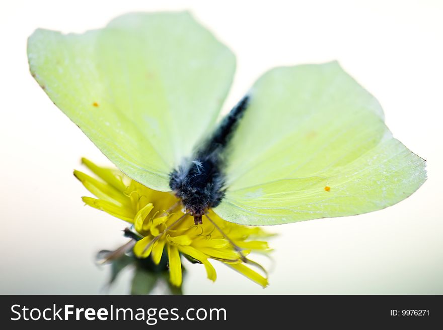 A yellow butterfly sitting on a yellow flower.