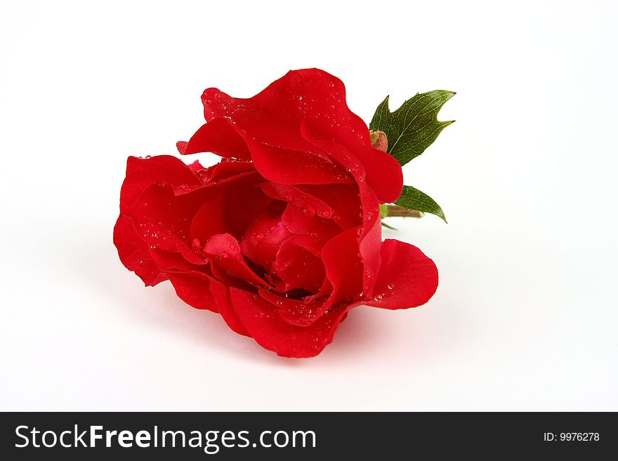 Red rose on a white background