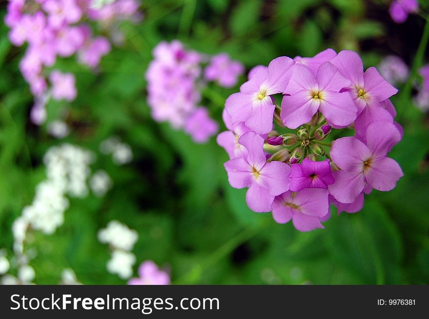 Purple flowers against a darkened background. Purple flowers against a darkened background.