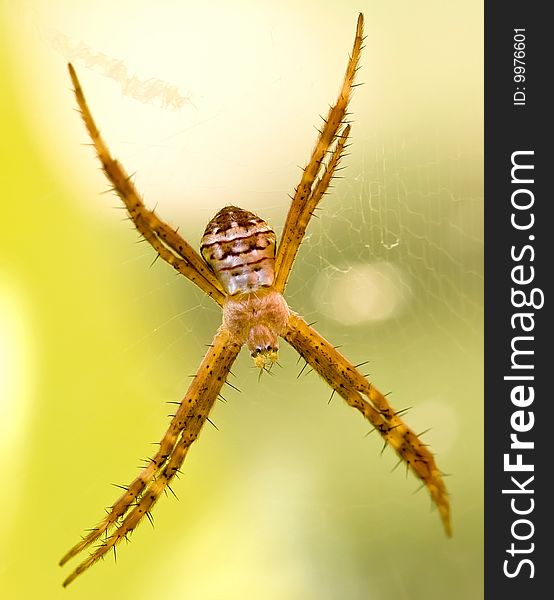 Closeup of a lynch spider, with typical spikey legs, with an out of focus background. Closeup of a lynch spider, with typical spikey legs, with an out of focus background