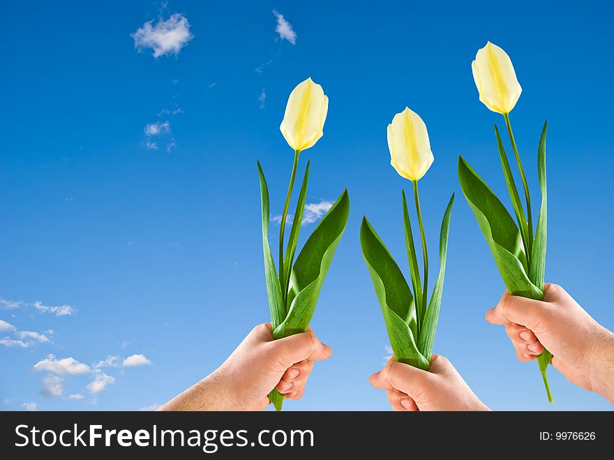 Three Tulips In Hands Against The Blue Sky