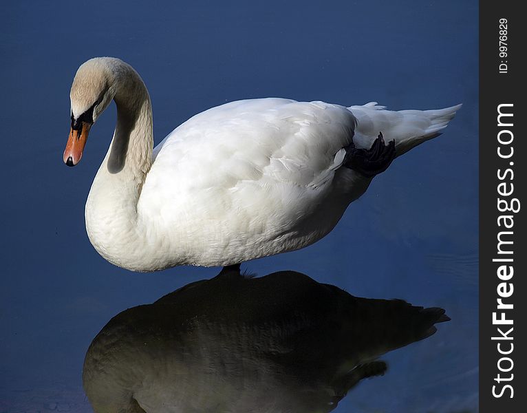 Swan in water.