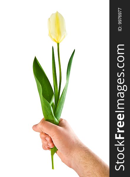 Tulip in a hand on a white background