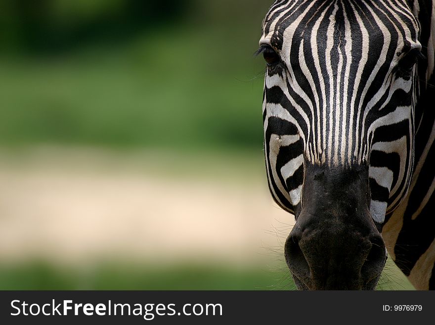 Close-up portrait of a zebra in nature